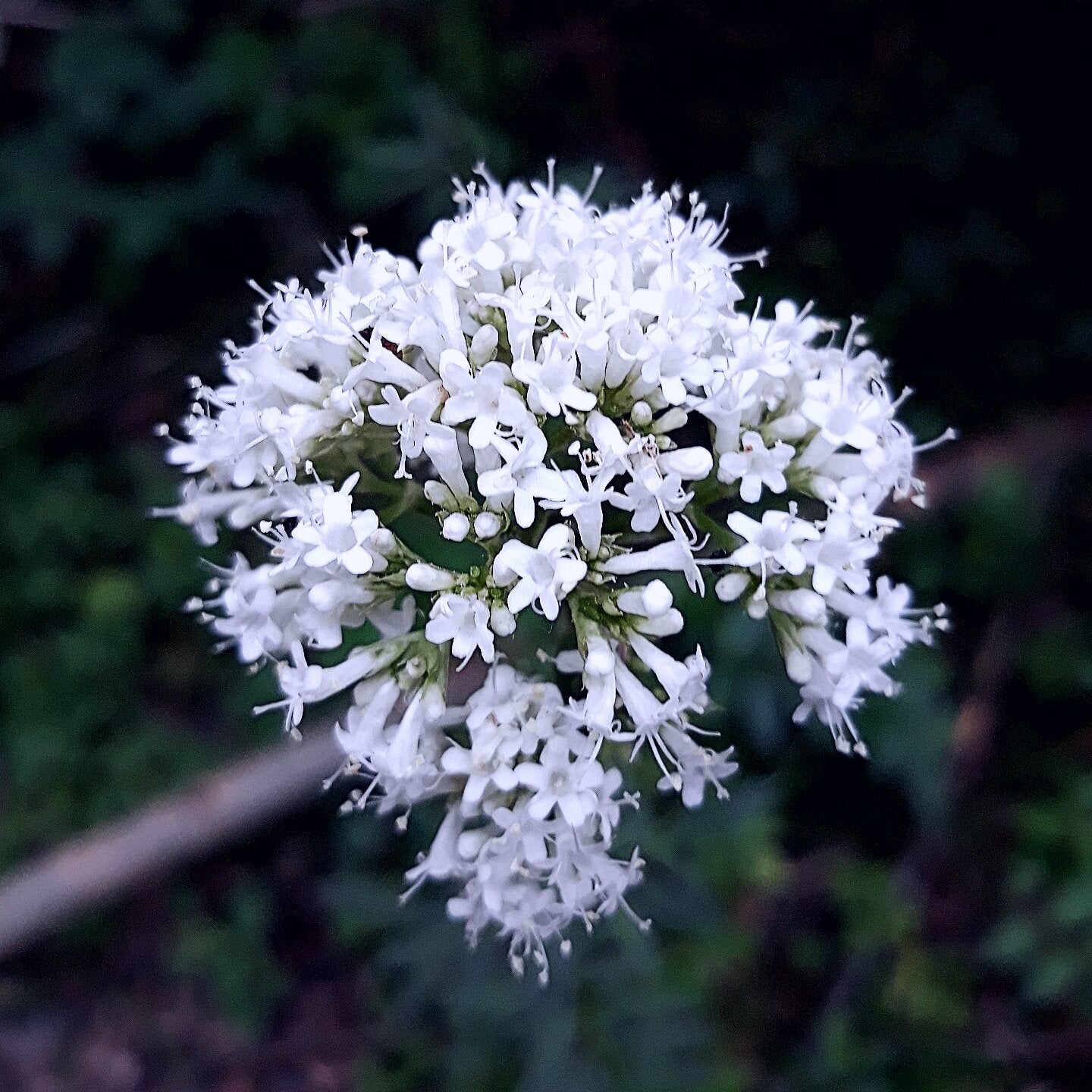 VARIOUS - RETROSPECTIVE