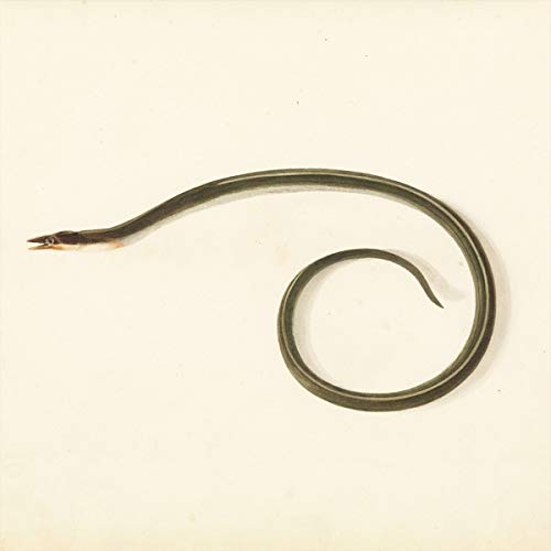 DESACCORD MAJEUR - SUNQUAKE (VINYL)