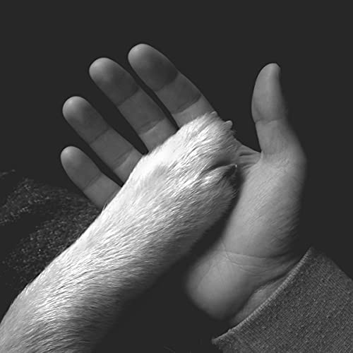 JAWS OF LOVE. - TASHA SITS CLOSE TO THE PIANO (CD)