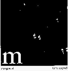 MOGWAI - TEN RAPID