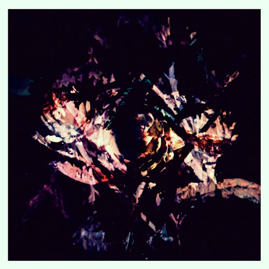 FREDRIK  - FLORA