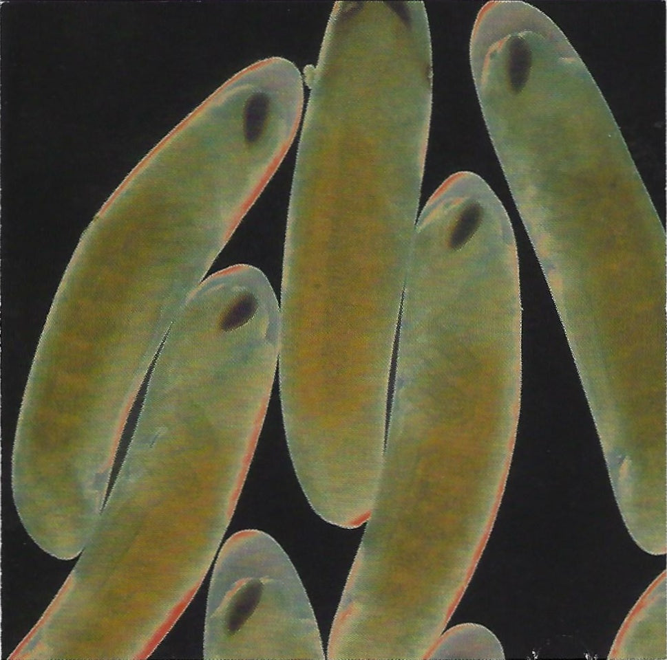 LOCUST  - FLIGHT OF THE WOUNDED LOCUST