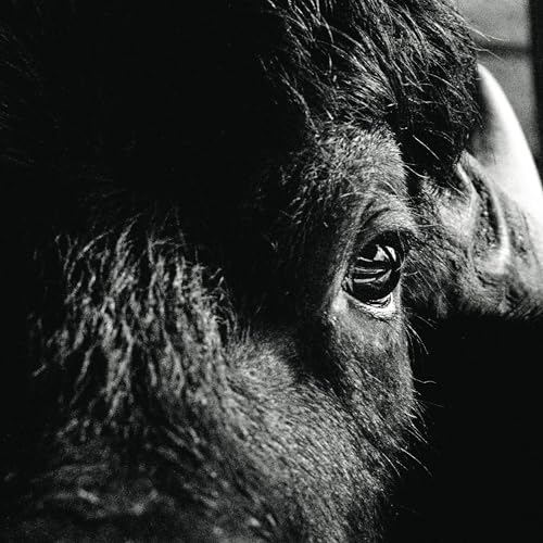 KILLBODY TUNING - PICTORIAL (CD)