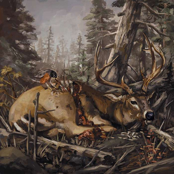 Accia Strain - Failure Will Follow (Lobster Bisque) (Used LP)