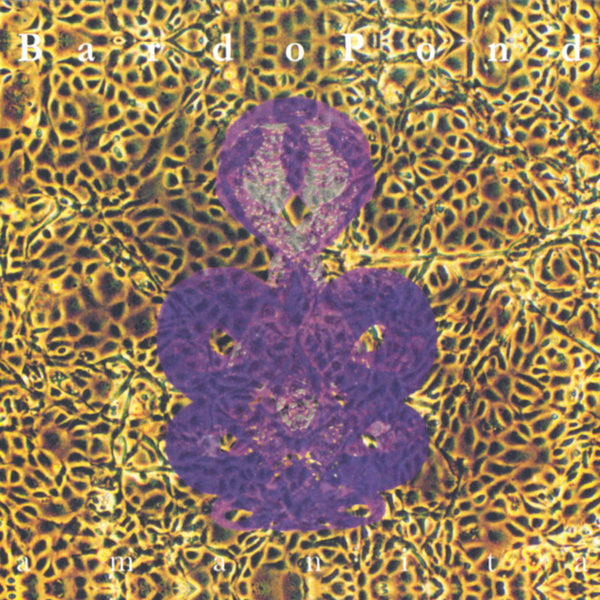 BARDO POND  - AMANITA