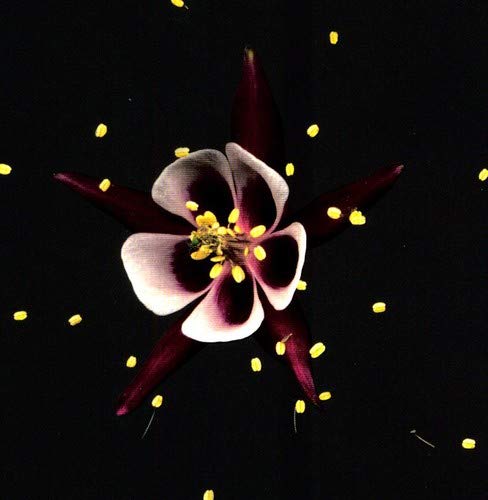 FRIDGE - HAPPINESS (VINYL)