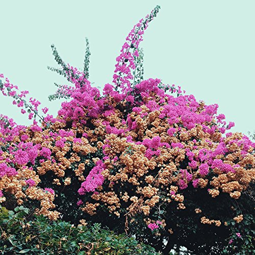 JAY SOM - TURN INTO [LP]