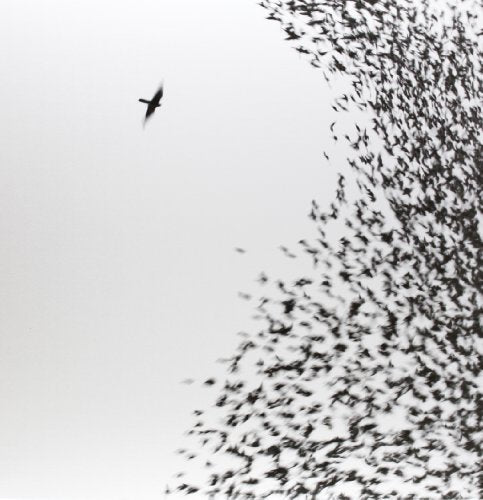 WILCO - SKY BLUE SKY (VINYL)